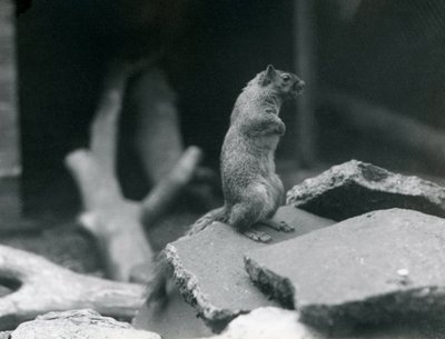 A Vulpine or Fox Squirrel perched on rocks at London Zoo, August 1916 by Frederick William Bond